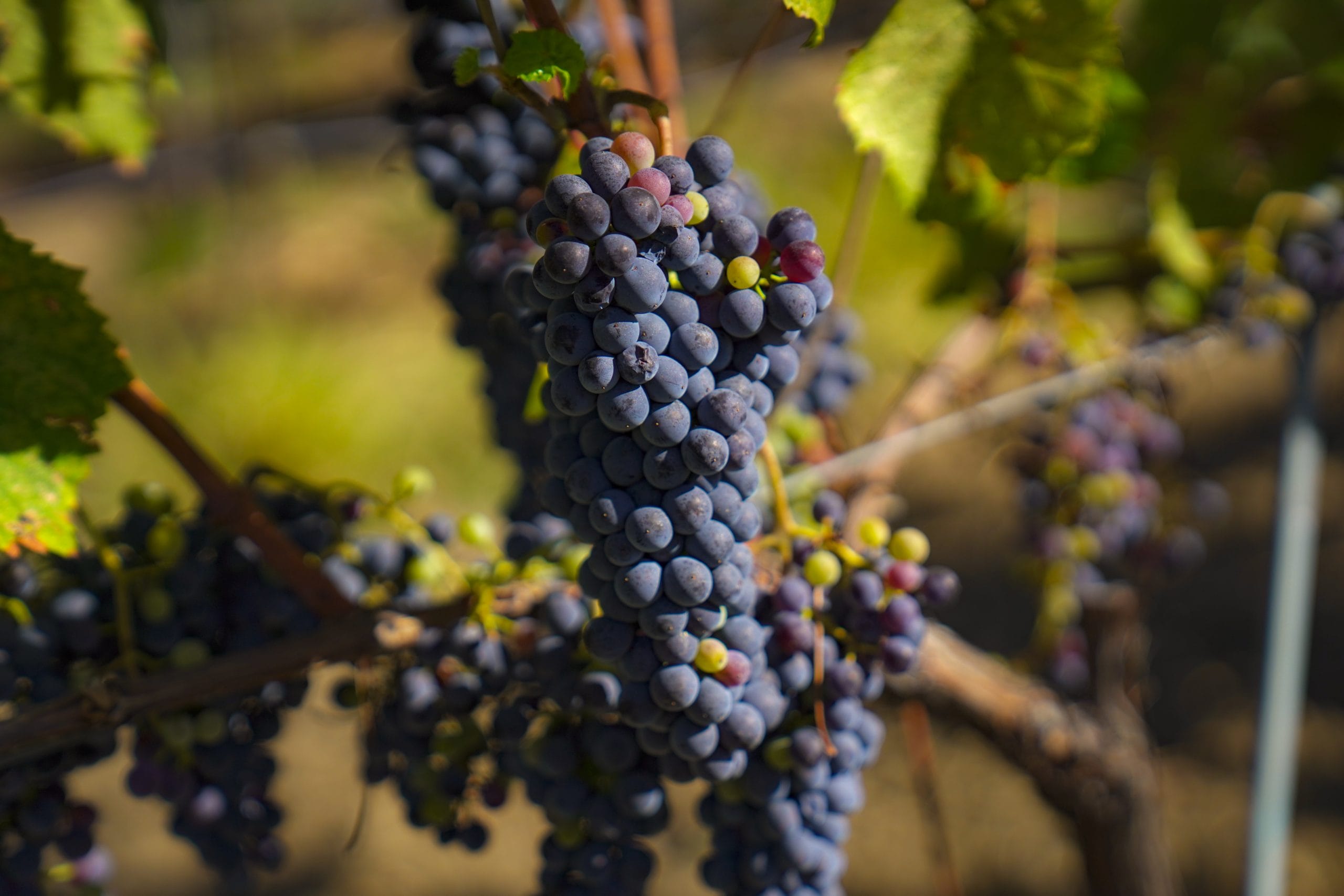 Bağ Manzarası Yatay 1